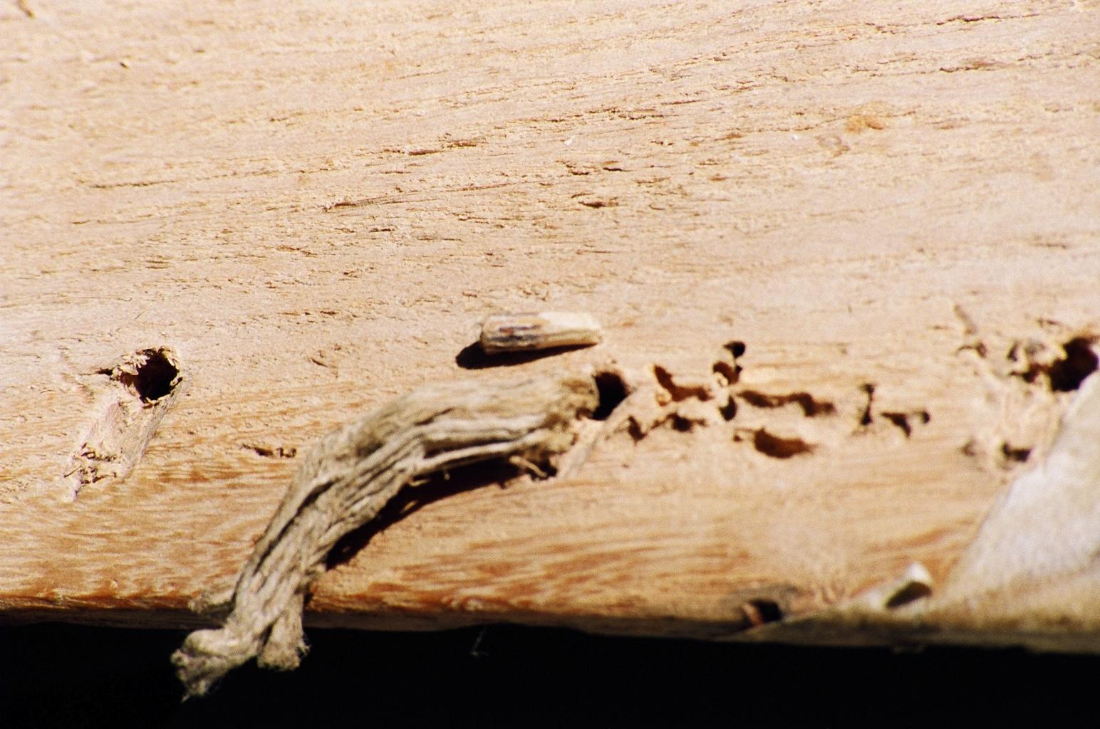 dégradations du bois de l ́ais par des vrillettes